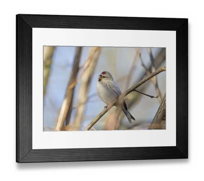 Framed Print : Arctic Redpoll (Carduelis hornemanni) adult female / first winter plumage, perched in hazel twig, Norfolk, England, january Framed Print : Arctic Redpoll (Carduelis hornemanni) adult female / first winter plumage, perched in hazel twig, Norfolk, England, january