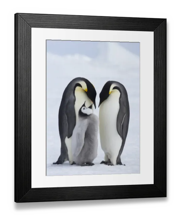 Framed Print : Emperor Penguin (Aptenodytes forsteri) adult pair with chick, begging, standing on ice, Snow Hill Island, Weddell Sea, Antarctica Framed Print : Emperor Penguin (Aptenodytes forsteri) adult pair with chick, begging, standing on ice, Snow Hill Island, Weddell Sea, Antarctica