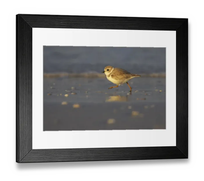 Framed Print : Piping Plover (Charadrius melodus) adult, winter plumage, running across mudflats, Fort de Soto, Florida, U. S. A Framed Print : Piping Plover (Charadrius melodus) adult, winter plumage, running across mudflats, Fort de Soto, Florida, U. S. A