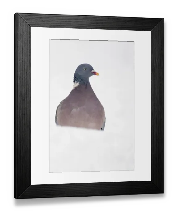 Framed Print : Wood Pigeon (Columbus palumbus) adult, standing in snow covered garden, Chirnside, Berwickshire, Scotland, december Framed Print : Wood Pigeon (Columbus palumbus) adult, standing in snow covered garden, Chirnside, Berwickshire, Scotland, december