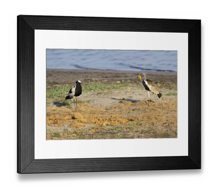 Framed Print : White-headed Lapwing (Vanellus albiceps) and Blacksmith Plover (Vanellus armatus) adults, in territorial confrontation at edge of water, Chobe N. P. Botswana Framed Print : White-headed Lapwing (Vanellus albiceps) and Blacksmith Plover (Vanellus armatus) adults, in territorial confrontation at edge of water, Chobe N. P. Botswana
