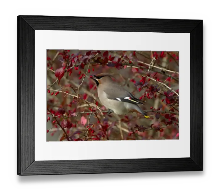 Framed Print : Bohemian Waxwing (Bombycilla garrulus) adult, feeding on Barberry (Berberis sp. ) fruit, Scotland, october