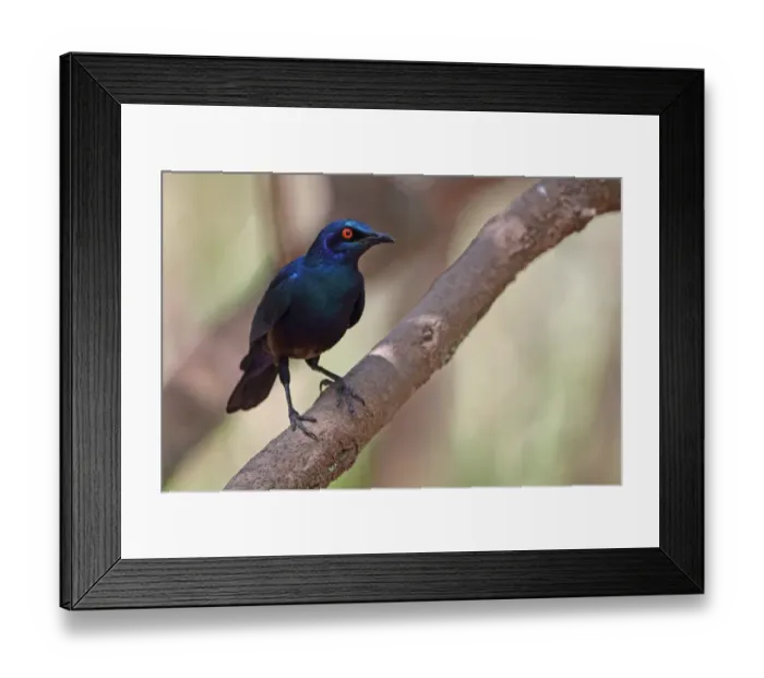 Framed Print : Lesser Blue-eared Glossy-starling (Lamprotornis chloropterus) adult, perched on branch, Gambia, january Framed Print : Lesser Blue-eared Glossy-starling (Lamprotornis chloropterus) adult, perched on branch, Gambia, january