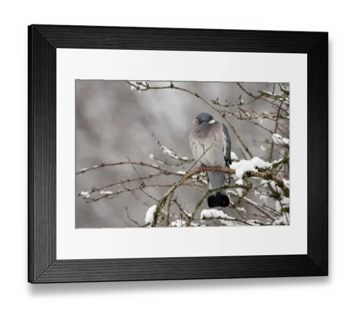 Framed Print : Wood Pigeon (Columba palumbus) adult, perched on snow covered branch, Gloucestershire, England, january Framed Print : Wood Pigeon (Columba palumbus) adult, perched on snow covered branch, Gloucestershire, England, january