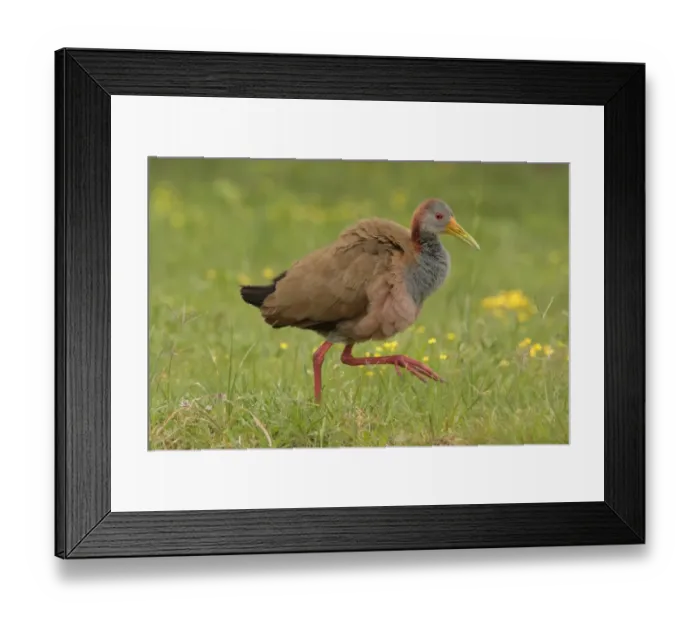 Framed Print : Giant Wood-rail (Aramides ypecaha) adult, walking in grass, El Bagual, Formosa, Argentina, october Framed Print : Giant Wood-rail (Aramides ypecaha) adult, walking in grass, El Bagual, Formosa, Argentina, october