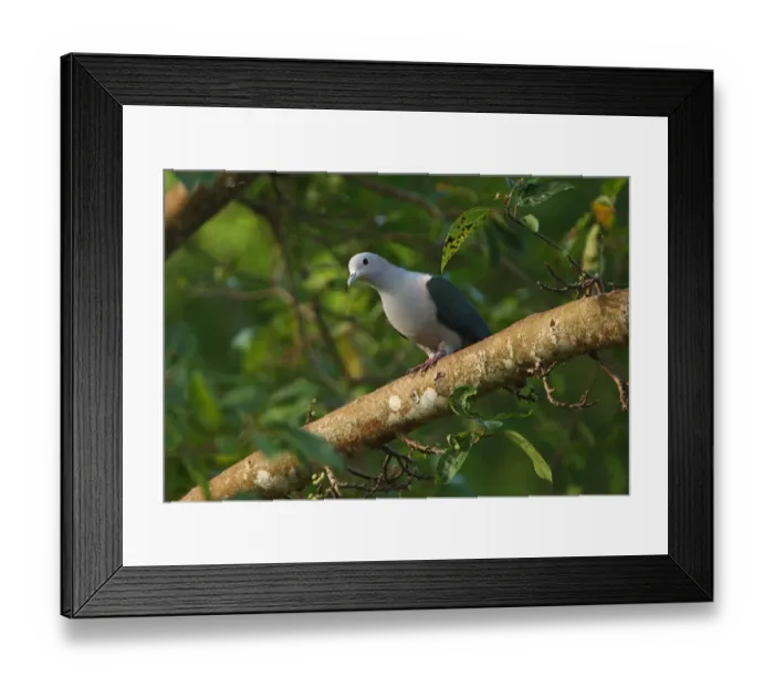 Framed Print : Green Imperial Pigeon (Ducula aenea) adult male, perched on branch, Sri Lanka, december Framed Print : Green Imperial Pigeon (Ducula aenea) adult male, perched on branch, Sri Lanka, december