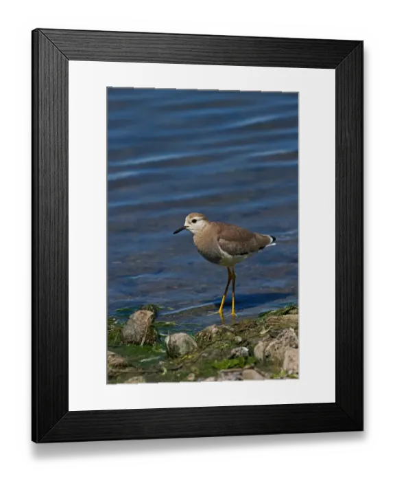 Framed Print : White-tailed Lapwing (Vanellus leucurus) adult, vagrant, standing at edge of water, England, may Framed Print : White-tailed Lapwing (Vanellus leucurus) adult, vagrant, standing at edge of water, England, may