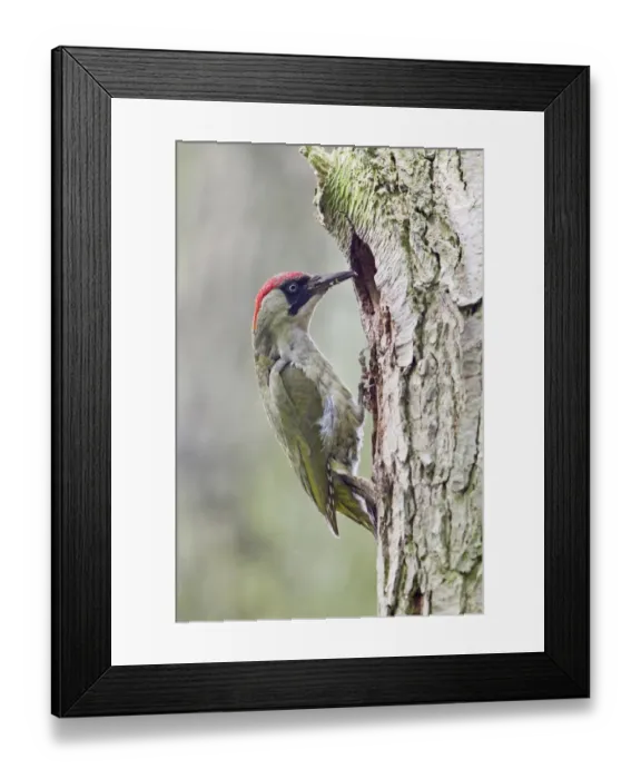 Framed Print : Green Woodpecker (Picus viridis) adult female, with food in beak, at nest hole entrance in tree trunk, Suffolk, England, may Framed Print : Green Woodpecker (Picus viridis) adult female, with food in beak, at nest hole entrance in tree trunk, Suffolk, England, may