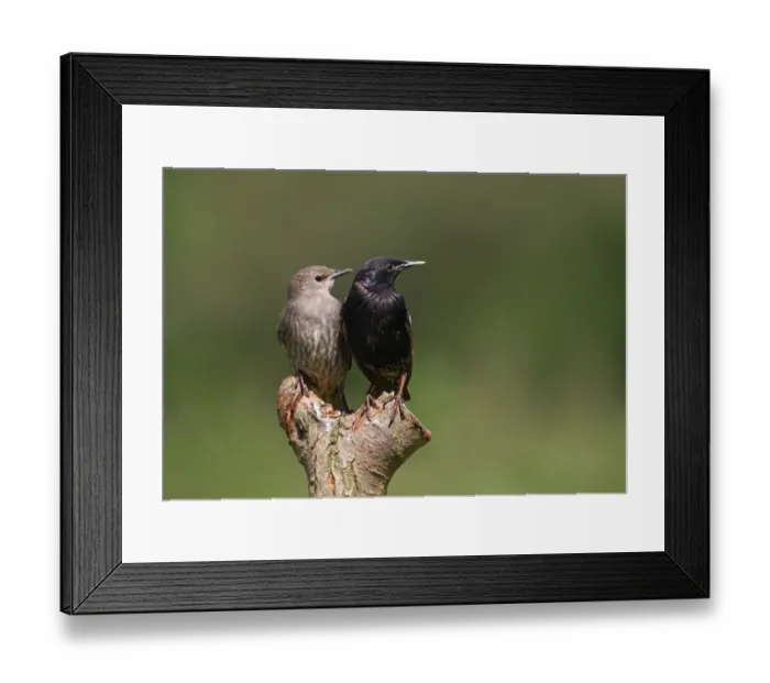 Framed Print : Common Starling (Sturnus vulgaris) adult and juvenile, perched on post, Norfolk, England, july Framed Print : Common Starling (Sturnus vulgaris) adult and juvenile, perched on post, Norfolk, England, july