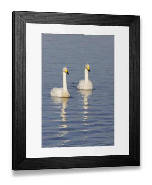 Framed Print : Whooper Swan (Cygnus cygnus) adult pair, swimming on flooded washes, Welney W. W. T. Reserve, Ouse Washes, Norfolk, England, winter Framed Print : Whooper Swan (Cygnus cygnus) adult pair, swimming on flooded washes, Welney W. W. T. Reserve, Ouse Washes, Norfolk, England, winter