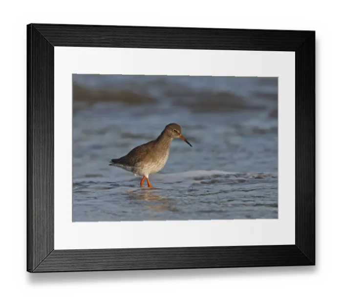 Framed Print : Common Redshank (Tringa totanus) adult, wading in sea, Norfolk, England, december