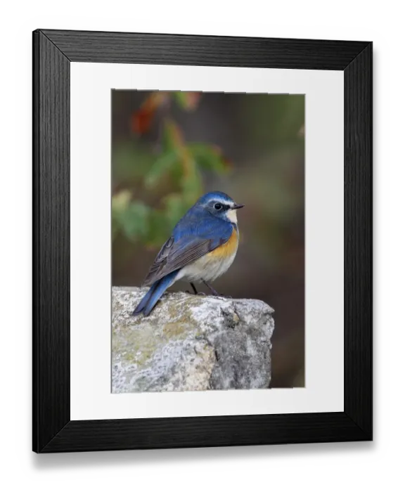 Framed Print : Orange-flanked Bush-robin (Tarsiger cyanurus) adult male, winter migrant, standing on rock, Hong Kong, China, february Framed Print : Orange-flanked Bush-robin (Tarsiger cyanurus) adult male, winter migrant, standing on rock, Hong Kong, China, february