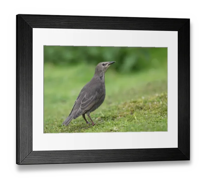 Framed Print : Common Starling (Sturnus vulgaris) juvenile, standing on short grass, Norfolk, England, july Framed Print : Common Starling (Sturnus vulgaris) juvenile, standing on short grass, Norfolk, England, july