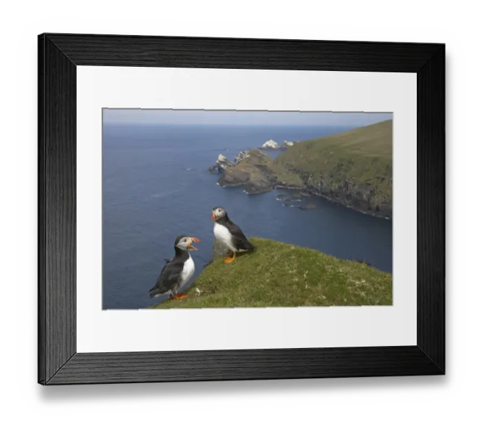Framed Print : Atlantic Puffin (Fratercula arctica) two adults, calling, standing on clifftop in coastal habitat, Hermaness N. N. R. Unst, Shetland Islands, Scotland Framed Print : Atlantic Puffin (Fratercula arctica) two adults, calling, standing on clifftop in coastal habitat, Hermaness N. N. R. Unst, Shetland Islands, Scotland