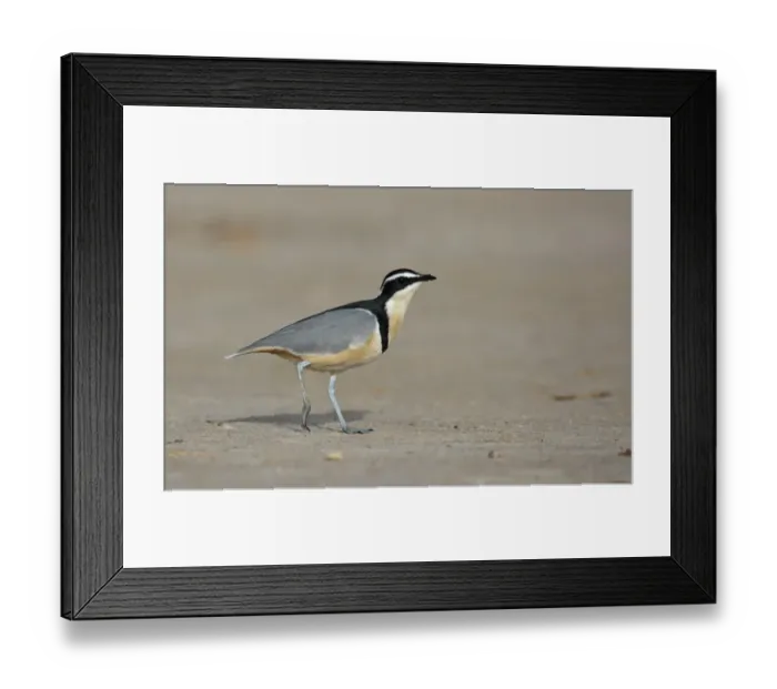 Framed Print : Egyptian Plover (Pluvianus aegyptius) adult, walking on sandy bank, near Kaolack, Senegal, october Framed Print : Egyptian Plover (Pluvianus aegyptius) adult, walking on sandy bank, near Kaolack, Senegal, october