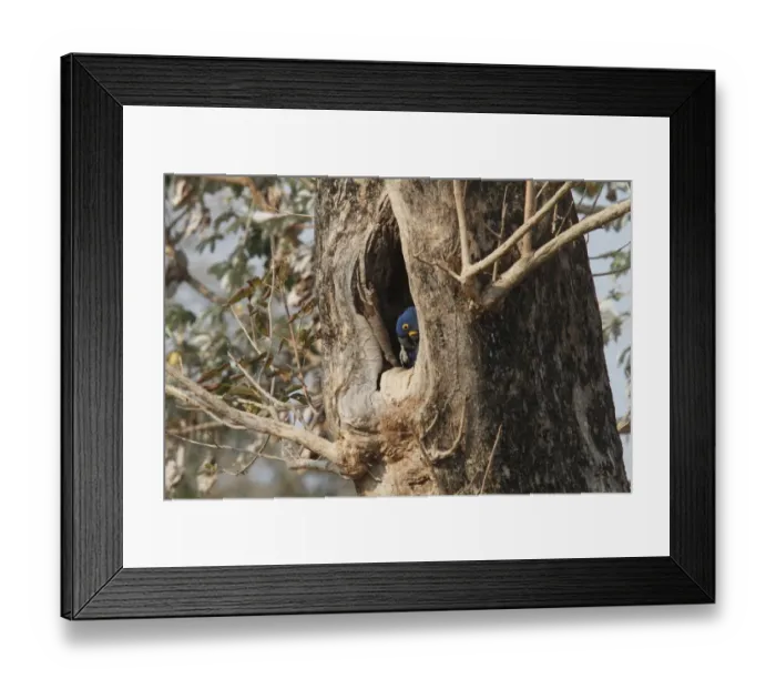 Framed Print : Hyacinth Macaw (Anodorhynchus hyacinthinus) adult, preening, at nesthole in tree trunk, Pantanal, Mato Grosso, Brazil Framed Print : Hyacinth Macaw (Anodorhynchus hyacinthinus) adult, preening, at nesthole in tree trunk, Pantanal, Mato Grosso, Brazil