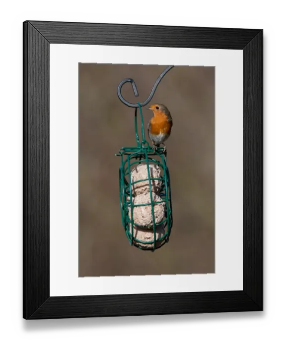 Framed Print : European Robin (Erithacus rubecula) adult, perched on hanging fat ball birdfeeder, Norfolk, England, january Framed Print : European Robin (Erithacus rubecula) adult, perched on hanging fat ball birdfeeder, Norfolk, England, january