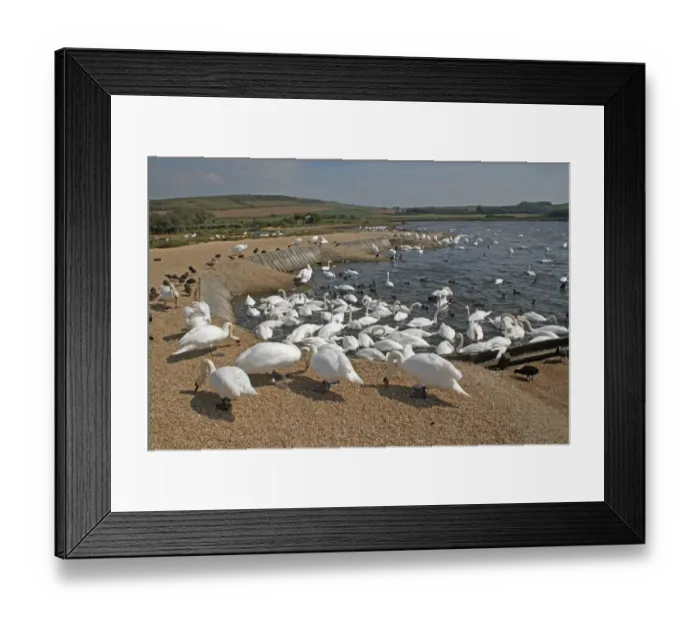 Framed Print : Mute Swan (Cygnus olor) adults, flock feeding at edge of brackish lagoon habitat, The Fleet, Abbotsbury Swannery, Dorset, England, september Framed Print : Mute Swan (Cygnus olor) adults, flock feeding at edge of brackish lagoon habitat, The Fleet, Abbotsbury Swannery, Dorset, England, september