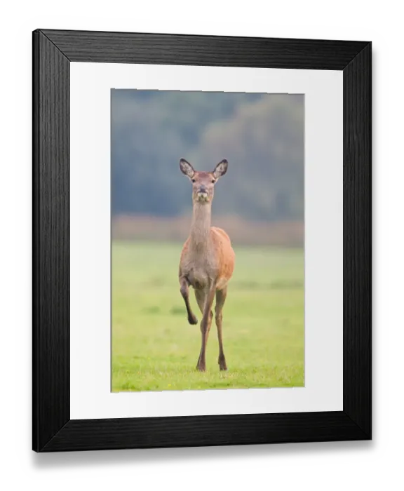 Framed Print : Red Deer (Cervus elaphus) hind, raising front leg, stamping at sign of danger, Minsmere RSPB Reserve, Suffolk, England, october Framed Print : Red Deer (Cervus elaphus) hind, raising front leg, stamping at sign of danger, Minsmere RSPB Reserve, Suffolk, England, october