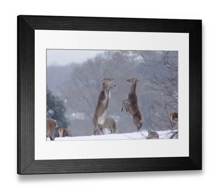 Framed Print : Red Deer (Cervus elaphus) two hinds, boxing, fighting to establish dominance in snow, Yorkshire, England, december Framed Print : Red Deer (Cervus elaphus) two hinds, boxing, fighting to establish dominance in snow, Yorkshire, England, december