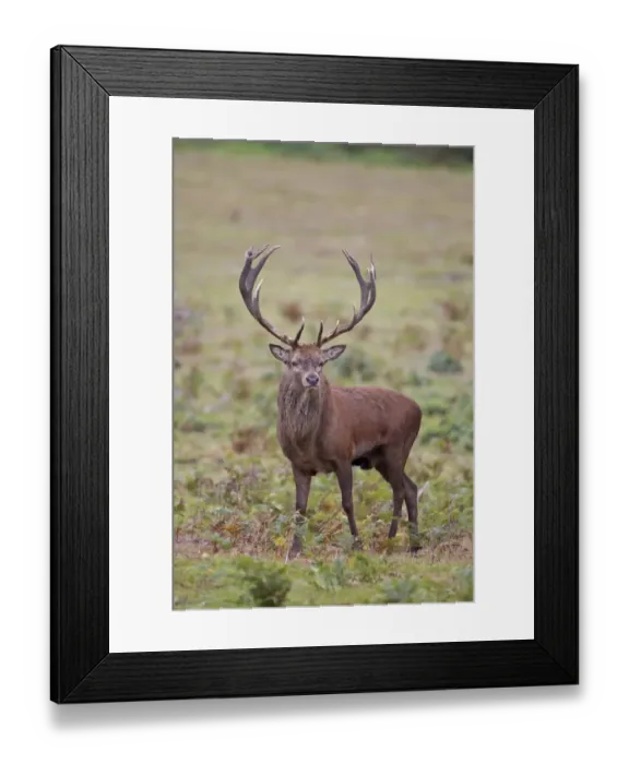 Framed Print : Red Deer (Cervus elaphus) stag, standing in woodland clearing, during rutting season, Minsmere RSPB Reserve, Suffolk, England, october Framed Print : Red Deer (Cervus elaphus) stag, standing in woodland clearing, during rutting season, Minsmere RSPB Reserve, Suffolk, England, october