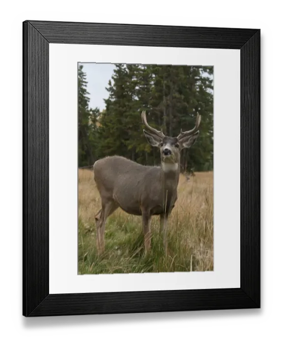 Framed Print : Mule Deer (Odocoileus hemionus) buck, feeding, standing in grass at edge of forest, Yukon, Canada, september Framed Print : Mule Deer (Odocoileus hemionus) buck, feeding, standing in grass at edge of forest, Yukon, Canada, september