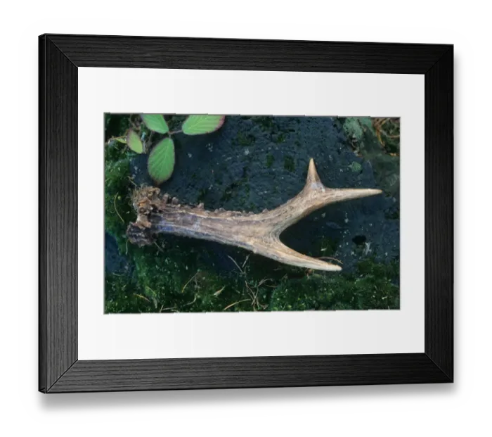 Framed Print : Western Roe Deer (Capreolus capreolus) buck, shed antler, Mortimer West End, Hampshire, England Framed Print : Western Roe Deer (Capreolus capreolus) buck, shed antler, Mortimer West End, Hampshire, England