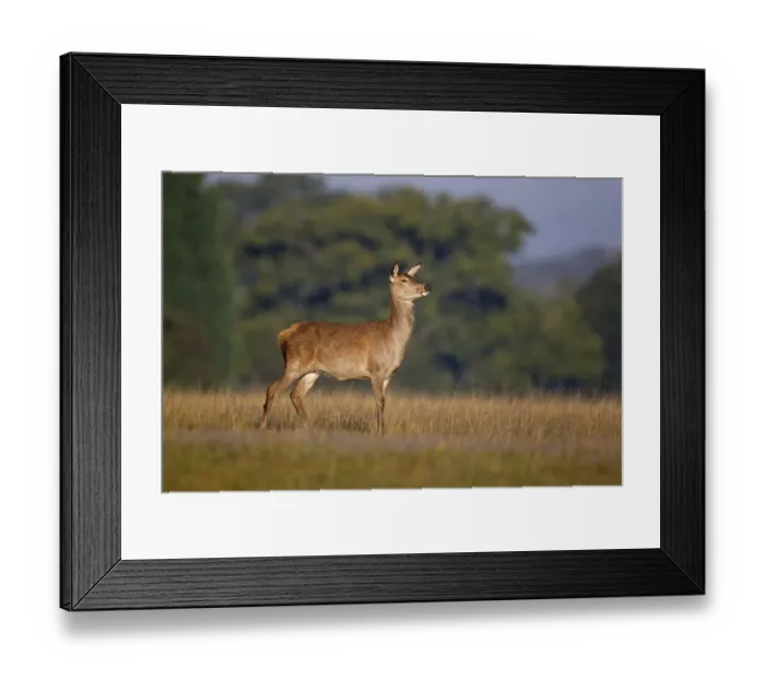 Framed Print : Red Deer (Cervus elaphus) hind, standing alert, Helmingham Hall Deer Park, Suffolk, England, october