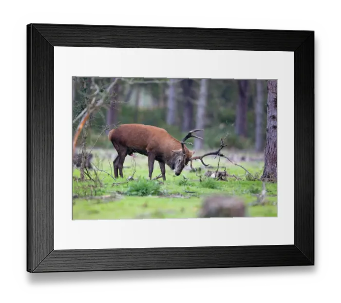 Framed Print : Red Deer (Cervus elaphus) stag, urinating on self whilst rubbing antlers on ground, during rutting season, Minsmere RSPB Reserve, Suffolk, England, october Framed Print : Red Deer (Cervus elaphus) stag, urinating on self whilst rubbing antlers on ground, during rutting season, Minsmere RSPB Reserve, Suffolk, England, october