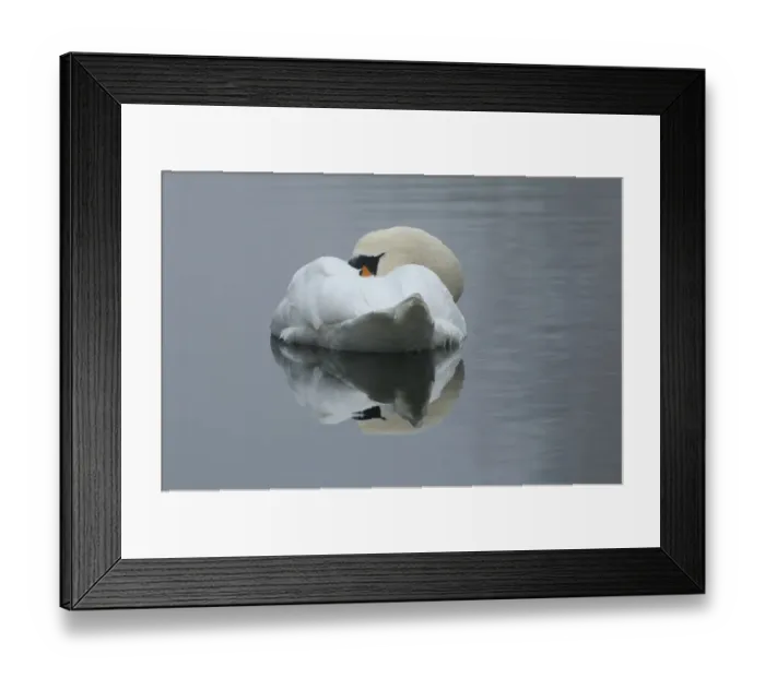 Framed Print : Mute Swan (Cygnus olor) adult, sleeping on water, Oxfordshire, England, november
