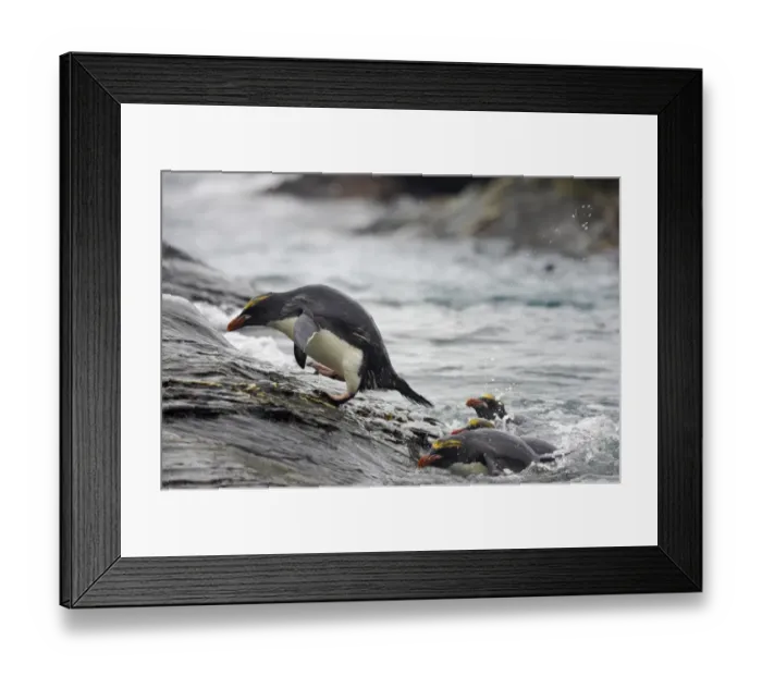 Framed Print : Macaroni Penguin (Eudyptes chrysolophus) adults, clambering up rocks from sea, Royal Bay, South Georgia Framed Print : Macaroni Penguin (Eudyptes chrysolophus) adults, clambering up rocks from sea, Royal Bay, South Georgia