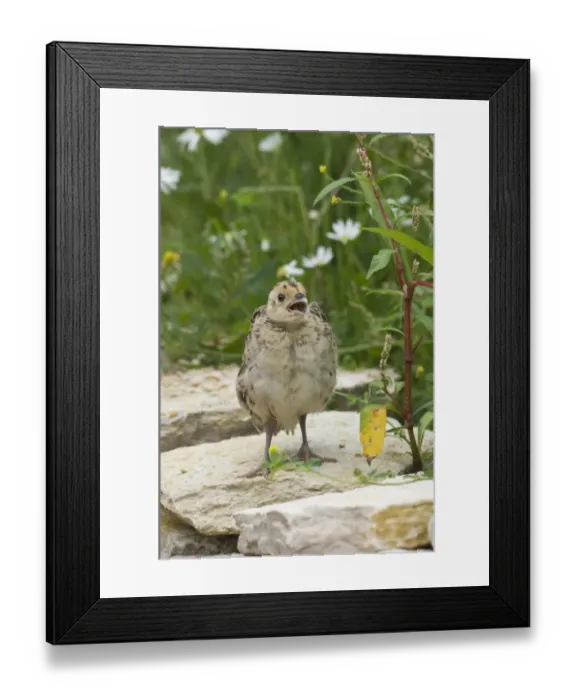 Framed Print : Common Pheasant (Phasianus colchicus) young, with beak open, standing on stones, Sussex, England, summer Framed Print : Common Pheasant (Phasianus colchicus) young, with beak open, standing on stones, Sussex, England, summer