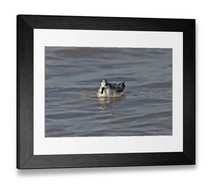 Framed Print : Grey Phalarope (Phalaropus fulicarius) immature, first winter plumage, feeding on fish, swimming at sea, Waxham, Norfolk, England, october