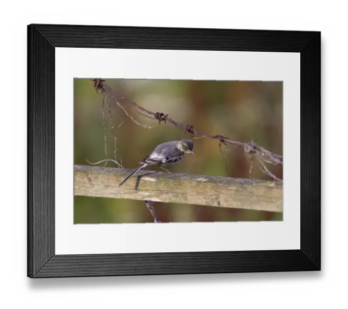 Framed Print : Pied Wagtail (Motacilla alba yarrellii) juvenile, scratching, perched on wooden fence, Norfolk, England, august