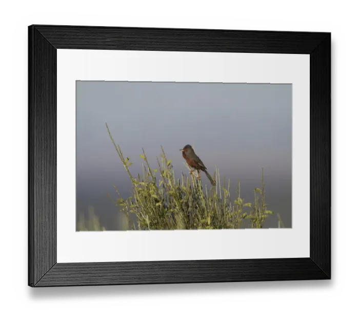 Framed Print : Dartford Warbler (Sylvia undata) adult male, singing, perched on broom, Extremadura, Spain, may Framed Print : Dartford Warbler (Sylvia undata) adult male, singing, perched on broom, Extremadura, Spain, may