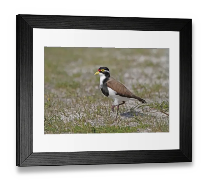 Framed Print : Banded Lapwing (Vanellus tricolor) adult, standing in sandy meadow with sparce grass, Western Australia, Australia, october Framed Print : Banded Lapwing (Vanellus tricolor) adult, standing in sandy meadow with sparce grass, Western Australia, Australia, october