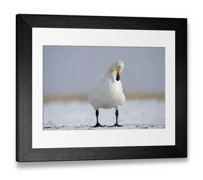 Framed Print : Whooper Swan (Cygnus cygnus) adult, standing on ice, Hokkaido, Japan, winter