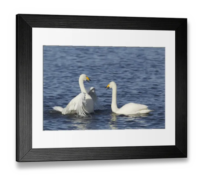 Framed Print : Whooper Swan (Cygnus cygnus) adult pair, displaying on water, Ouse Washes, Norfolk, England, february Framed Print : Whooper Swan (Cygnus cygnus) adult pair, displaying on water, Ouse Washes, Norfolk, England, february