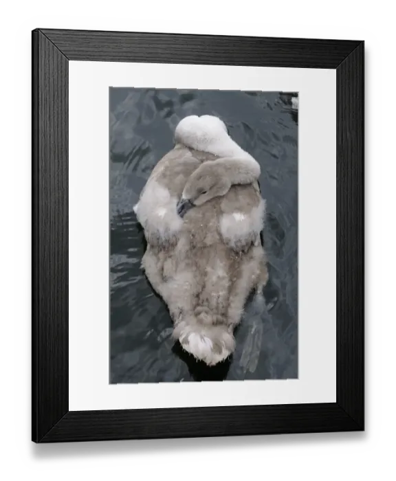 Framed Print : Mute Swan (Cygnus olor) cygnet, resting on water, Oxfordshire, England, july Framed Print : Mute Swan (Cygnus olor) cygnet, resting on water, Oxfordshire, England, july