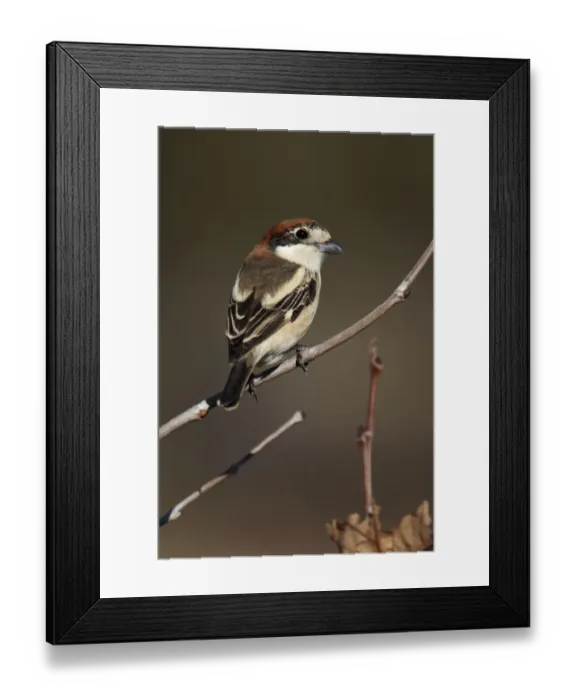 Framed Print : Woodchat Shrike (Lanius senator) adult female, perched on twig, Marrakech, Morocco, february Framed Print : Woodchat Shrike (Lanius senator) adult female, perched on twig, Marrakech, Morocco, february
