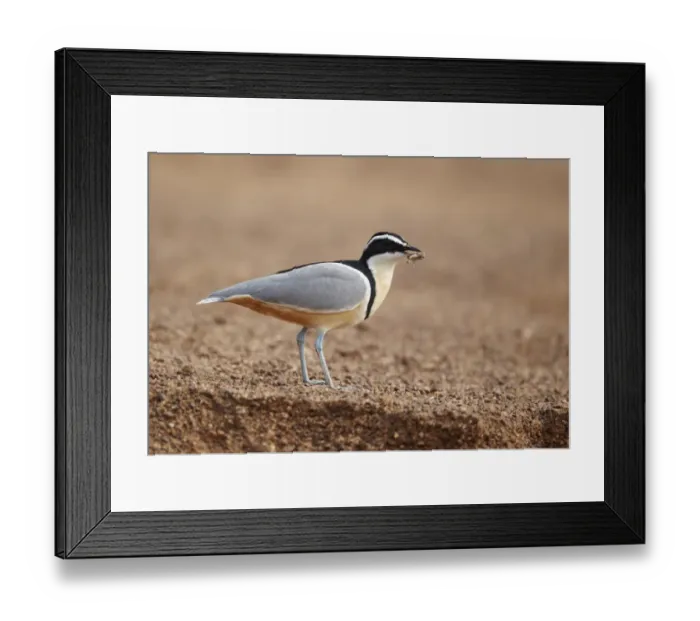 Framed Print : Egyptian Plover (Pluvianus aegyptius) adult, feeding on grasshopper, standing on sandy riverbank, Niokolo-Koba, Senegal, february Framed Print : Egyptian Plover (Pluvianus aegyptius) adult, feeding on grasshopper, standing on sandy riverbank, Niokolo-Koba, Senegal, february