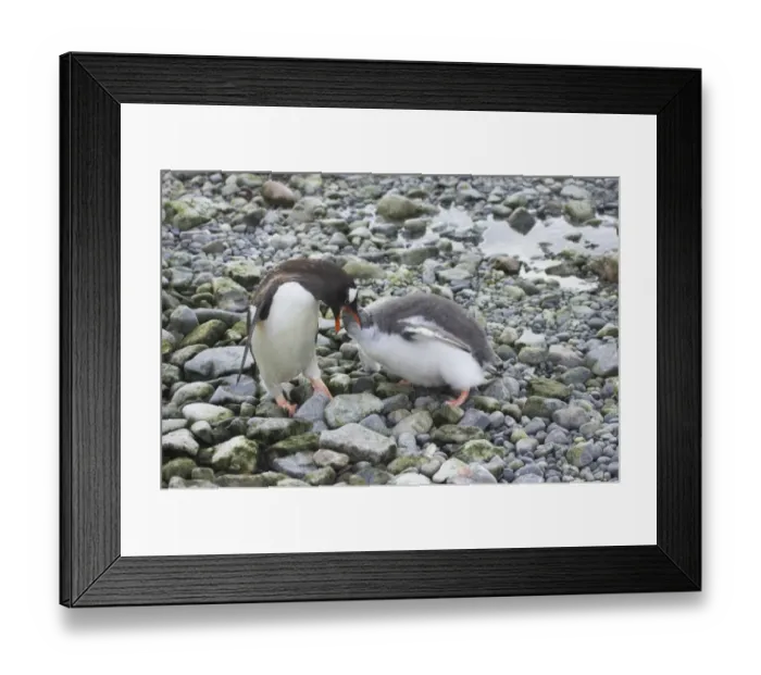 Framed Print : Gentoo Penguin (Pygoscelis papua) adult feeding chick, standing on pebbles, Ronge Island, Antarctic Peninsula, Antarctica Framed Print : Gentoo Penguin (Pygoscelis papua) adult feeding chick, standing on pebbles, Ronge Island, Antarctic Peninsula, Antarctica