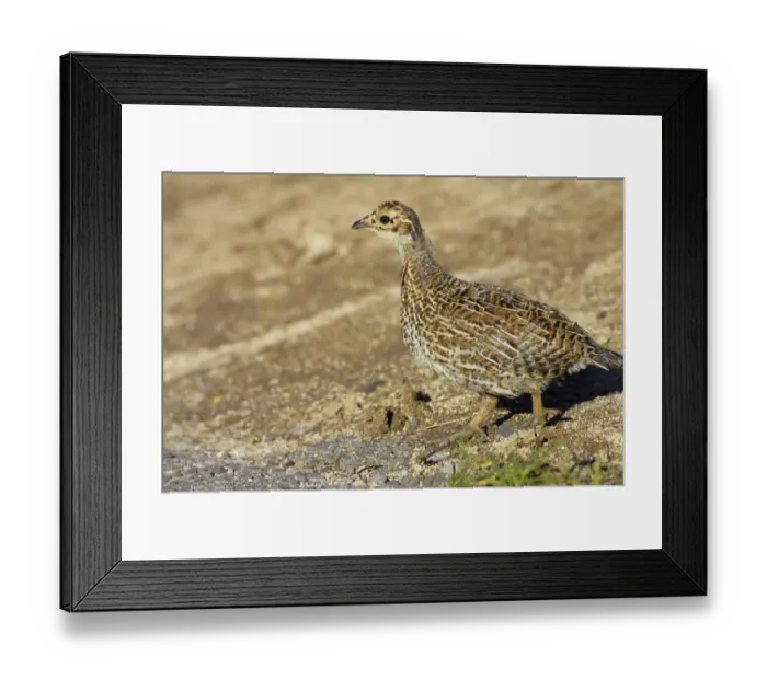 Framed Print : White-tailed Ptarmigan (Lagopus leucurus) chick, walking across trail, Mount Rainier N. P. Washington State, U. S. A Framed Print : White-tailed Ptarmigan (Lagopus leucurus) chick, walking across trail, Mount Rainier N. P. Washington State, U. S. A