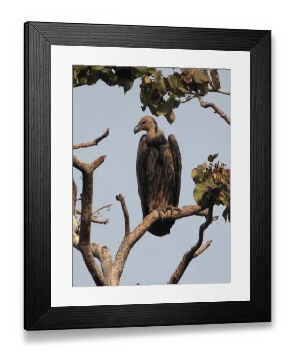 Framed Print : White-rumped Vulture (Gyps bengalensis) adult, perched on branch, Corbett N. P. Uttarakhand, India, february Framed Print : White-rumped Vulture (Gyps bengalensis) adult, perched on branch, Corbett N. P. Uttarakhand, India, february