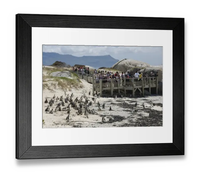 Framed Print : Jackass Penguin (Spheniscus demersus) adults with chicks, colony on beach with tourists watching from boardwalk, Boulders Beach, Simon's Town, Western Cape, South Africa
