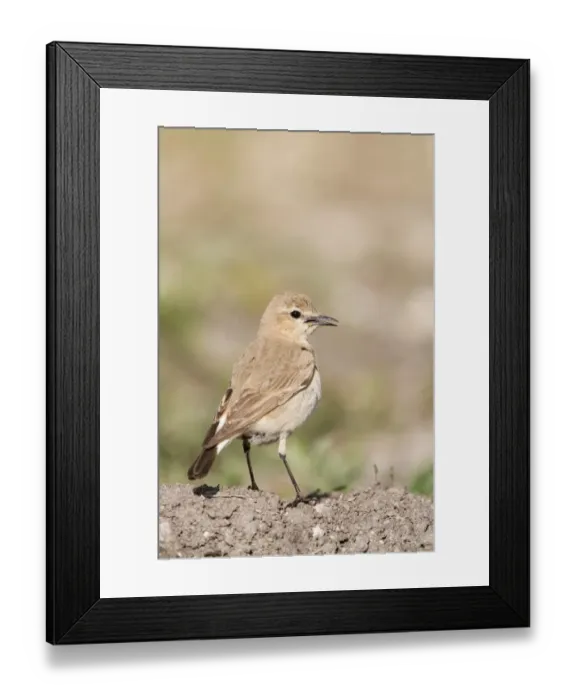 Framed Print : Isabelline Wheatear (Oenanthe isabellina) adult female, calling, standing on ground, Bulgaria, may Framed Print : Isabelline Wheatear (Oenanthe isabellina) adult female, calling, standing on ground, Bulgaria, may