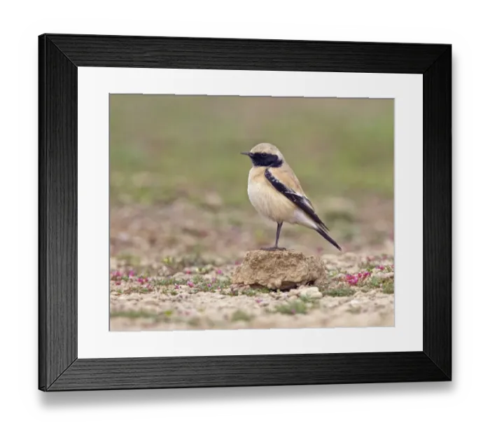 Framed Print : Desert Wheatear (Oenanthe deserti) adult male, standing on stone, Rajasthan, India, january Framed Print : Desert Wheatear (Oenanthe deserti) adult male, standing on stone, Rajasthan, India, january