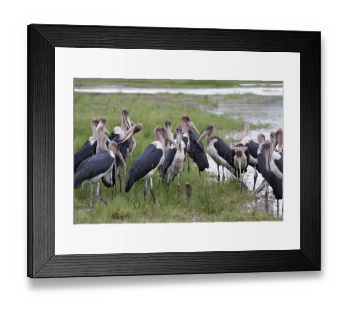 Framed Print : Marabou Stork (Leptoptilos crumeniferus) adults, flock surrounding Mozambique Spitting Cobra (Naja mossambica), Savute, Chobe N. P. Botswana Framed Print : Marabou Stork (Leptoptilos crumeniferus) adults, flock surrounding Mozambique Spitting Cobra (Naja mossambica), Savute, Chobe N. P. Botswana