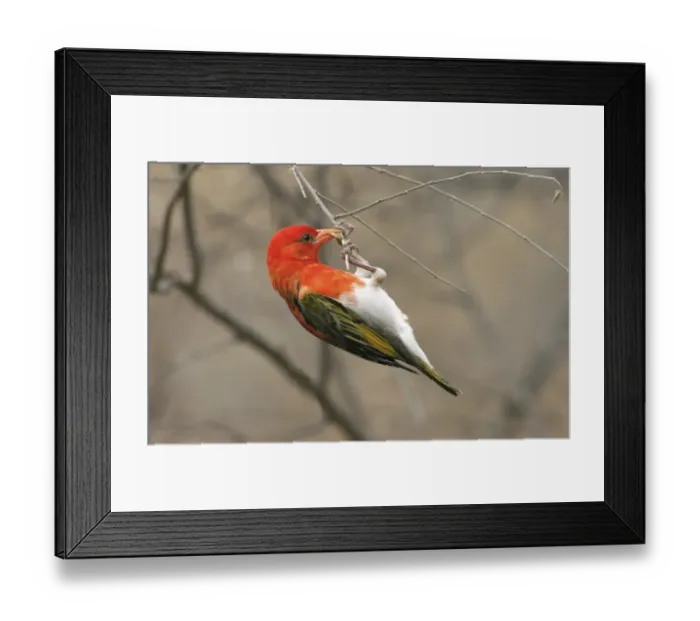 Framed Print : Red-headed Weaver (Anaplectes rubriceps) adult male, breeding plumage, stripping bark for nest building material, Kenya Framed Print : Red-headed Weaver (Anaplectes rubriceps) adult male, breeding plumage, stripping bark for nest building material, Kenya