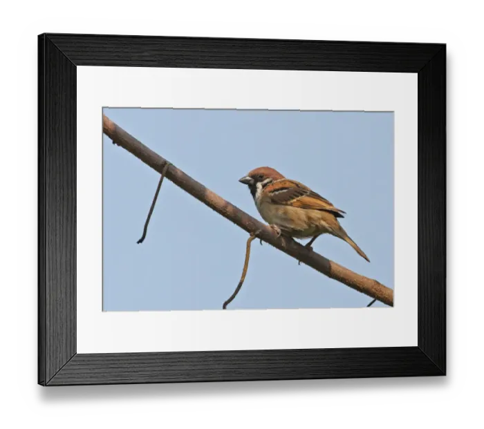 Framed Print : Eurasian Tree Sparrow (Passer montanus obscuratus) adult, perched on branch, Dibru-Saikhowa N. P. Assam, India, february Framed Print : Eurasian Tree Sparrow (Passer montanus obscuratus) adult, perched on branch, Dibru-Saikhowa N. P. Assam, India, february